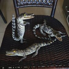 3 pcs combination Small crocodile specimens animal collectibles About 35-40cm picture