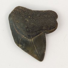 S. kaupi 0.70