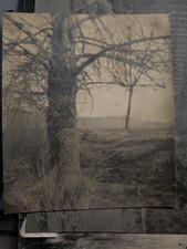 Vintage Silver Gelatin Landscape Photographs Lot 3 Trees Mountains  picture