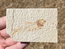 Wyoming Fossil Fish Knightia eocaena Eocene Skeleton Green River Formation picture