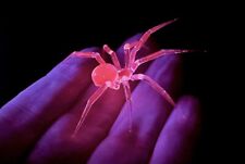 UV Reactive Selenium Lucy Glass Not Uranium GLASS Red/pink Glow Spider In Stock picture