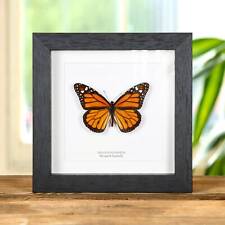 Monarch Taxidermy Butterfly Frame (Danaus plexippus) picture