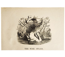 1880s The Wise Swans Wood Engraving Victorian Nature Birds Antique Art A5C picture