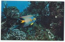 Tropical Angel Fish Pennekamp Coral Reef State Park Florida Postcard  picture