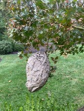 Bald Faced Hornet's Nest - 12