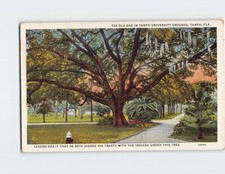 Postcard The Old Oak In Tampa University Grounds Tampa Florida USA picture