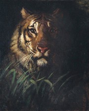 Tiger's Head 8