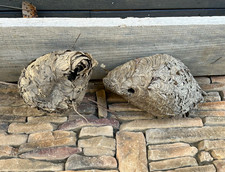 Lot of 2 Empty Natural Paper Wasp/Hornet Insect Nests Collectible Entomology picture