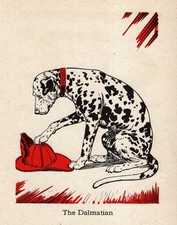 Sweet Vintage Dalmatian Print 1940 Diana Thorne Dalmatian Wall Art 6467c picture