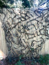 ww2 Soviet Russian camouflage net, small, Repro picture