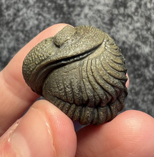 Moroccops sp. Trilobite Fossil – Impressive Detail & Preparation ✅ picture