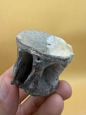 HUGE Prehistoric TUNA Vertebra Fossil Oligocene Of South Carolina picture