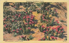 Postcard AZ: Hedgehog Strawberry Cactus in Bloom, Arizona Linen 1944 picture