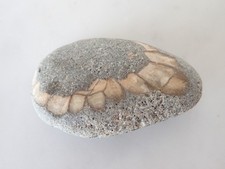 Globidens Mosasaurus Fossil Jaw - Cretaceous Epoch - Arizona - Dinosaur era - picture