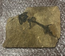 Discosauriscus pulcherrimus - Permian Fossil - Boskovice Basin Czech Republic picture
