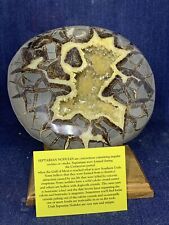 Septarian Nodule Hollow Half ( Utah)fossil Stand And Description Card picture