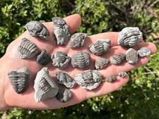 Ohio Fossil Trilobites Lot Eldredgeops rana (Phacops) Devonian Age Bug Sylvania picture