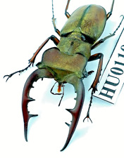 HU01108**Insect*Lucanidae:[Big Size]Lucanus Tsukamotoi Yen Bai, Viet Nam.51mm. picture
