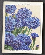 1938 Wills's Garden Flowers New Varieties Cigarette Card No. 8 Cornflower picture