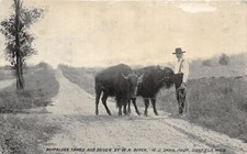 J59/ Sunfield Michigan Postcard c1910 Buffaloes Tamed Boyer Buffalo 335 picture