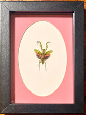 Jeweled Flower Mantis (Creobroter gemmatus) Vietnam , Real Framed Insect picture