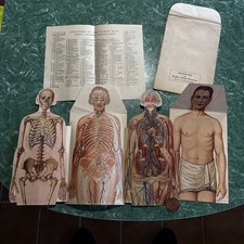 Antique Anatomical Paper Manikins Medical Detailed Male & Female Charts 1920’s picture