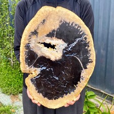 9.25LB Large Natural Petrified Wood Crystal Fossil Slice Shape Specimen Healing picture