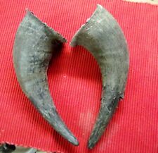 Two Raw Bison horns, America buffalo. Make a nice powder horn. picture