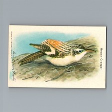 1938 Brown Creeper Tenth Series No 10 Useful Birds of America Card picture