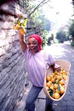 Eartha Kitt picks fruit in the garden of her Beverly Hills home De - Old Photo picture