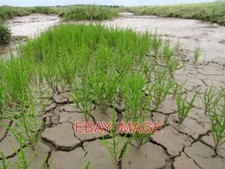 PHOTO  NORFOLK SAMPHIRE (SALICORNIA EUROPAEA) VERY VERY TASTY. MOST SHOPS SELL T picture