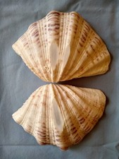 Tridacna Gigas  2 piece Clam Shell Pair 3.75 inch by 5.5 inch Sits Flat picture