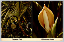 c1960s Sarasota Jungle Gardens Pandanus Philodendron Postcard picture