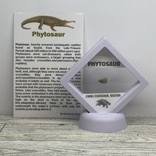 Phytosaur Extinct Reptile Pre Dinosaur Partial Tooth Fossil in Display Case picture