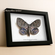 Ultra Rare Castnia Escalantiana Escalantei Female Moth Framed Shadowbox Display picture