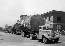 1949 Logging Trucks Hauling Huge Logs PHOTO Lumberjacks Logging Oregon Ax Men picture