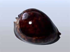 Cypraea, Zoila thersites f. atrata, Stansbury, S. Australia, 71 mm, SUPER DARK picture