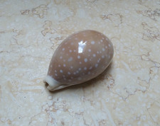 F Cypraea camelopardalis red sea shell 72.4mm F+++ clear dots uper naural glossy picture