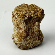 Edmontosaurus Caudal Vertebra Dinosaur Fossil - Lance Fm. - Weston Co., WY picture