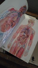 Vintage Human Body Anatomy Chart picture