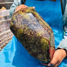 15.8LB Natural Large Polished Dragon Blood Jasper Freeform Mineral Specimen 6219 picture