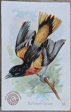 1898 J2 AH600 Church & Co Arm & Hammer Beautiful Birds #55 Baltimore Oriole picture