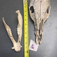 Animal Skull & Lower Jawbone Bone Specimen Lot w/ Tape Measure Reference picture