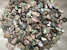Natural Paua Abalone Shell Pieces 1oz Pack for Crafts, Resin Art, Inlay - Large picture