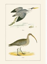 The Heron & Curlew -1981 Beautiful Colour Vintage Bird Print by A.F.Lydon  picture