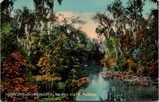 Along The Charming Ocklawaha River FL 1911 RW Thompson Vintage Postcard TP11-29 picture