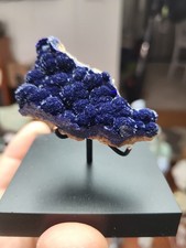 Azurite Rosettes on Matrix, Shannon Pit, Morenci, Arizona, USA picture