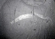 Burgess Shale, Pikaia gracilens, Cambrian Age, replica with 2 Specimens #714 picture
