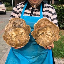 2pcs 7.06LB Natural Petrified Wood Crystal Fossil Slice Shape Specimen Healing picture