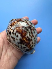 90mm | Cypraea Tigris | F+++ |DEEP BLUE Color | Beautiful shell picture